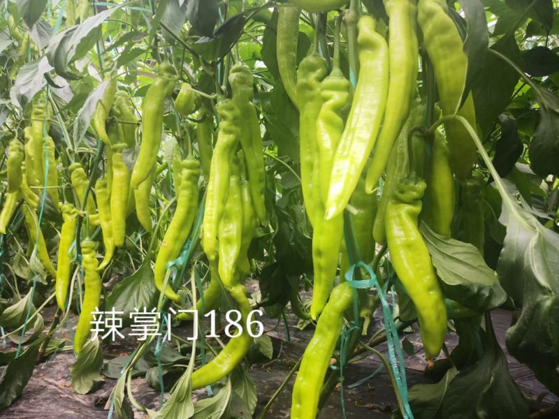 辣掌门186杂交一代长牛角椒种子1000粒/袋