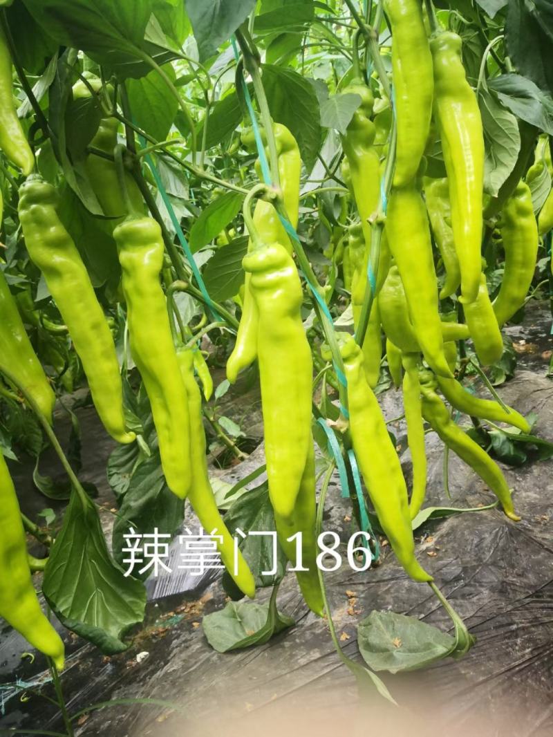 辣掌门186杂交一代长牛角椒种子1000粒/袋