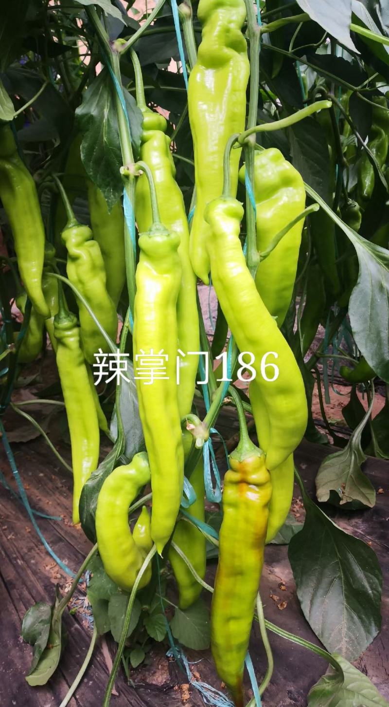 辣掌门186杂交一代长牛角椒种子1000粒/袋