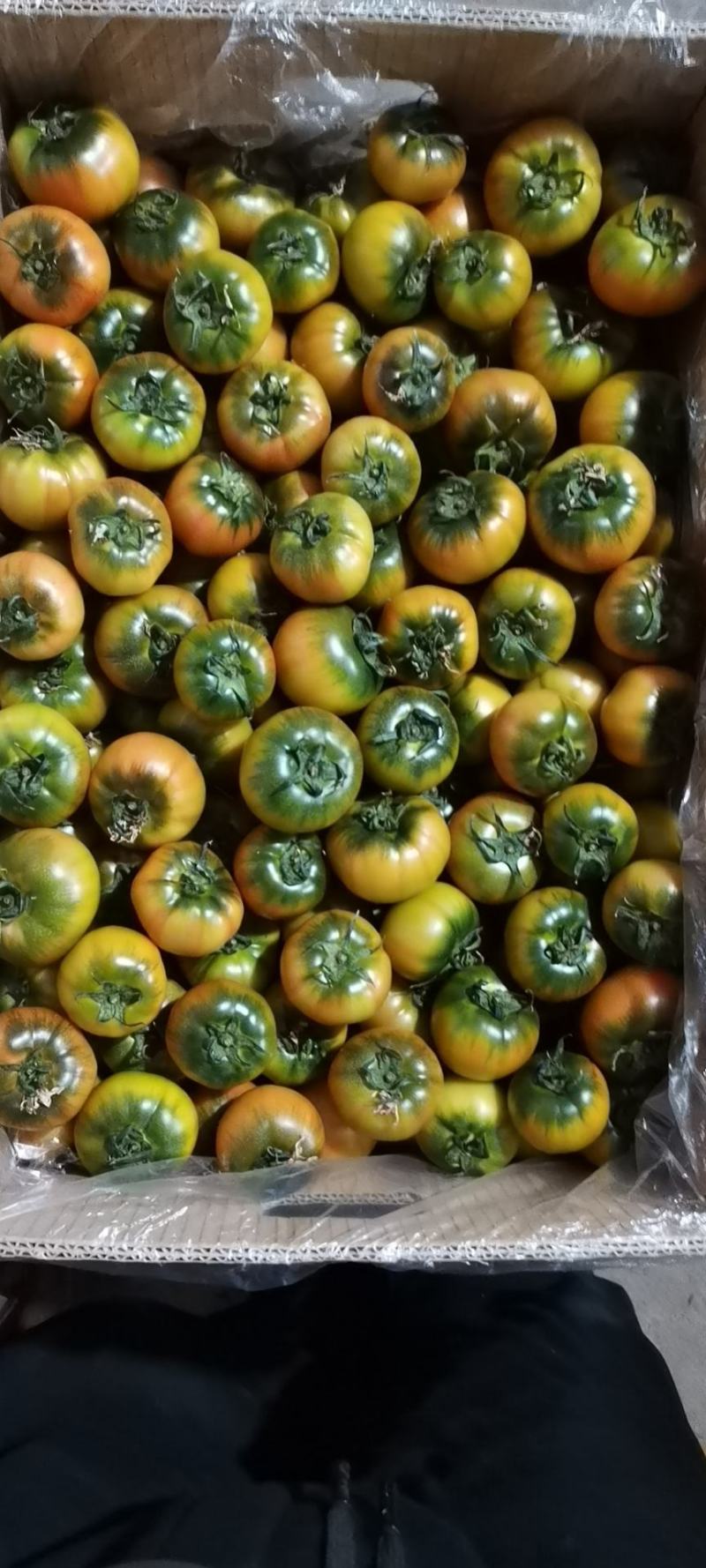 铁皮柿子