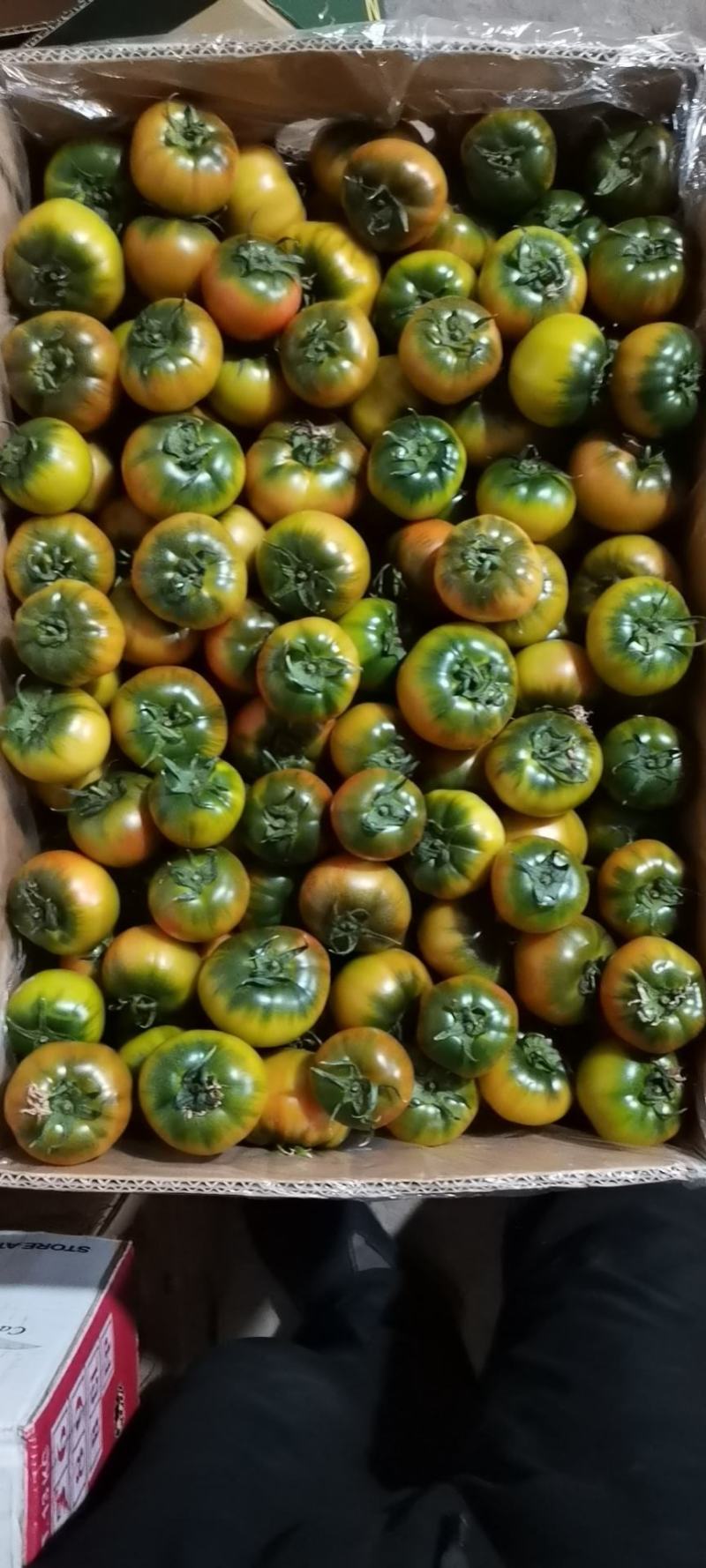 铁皮柿子
