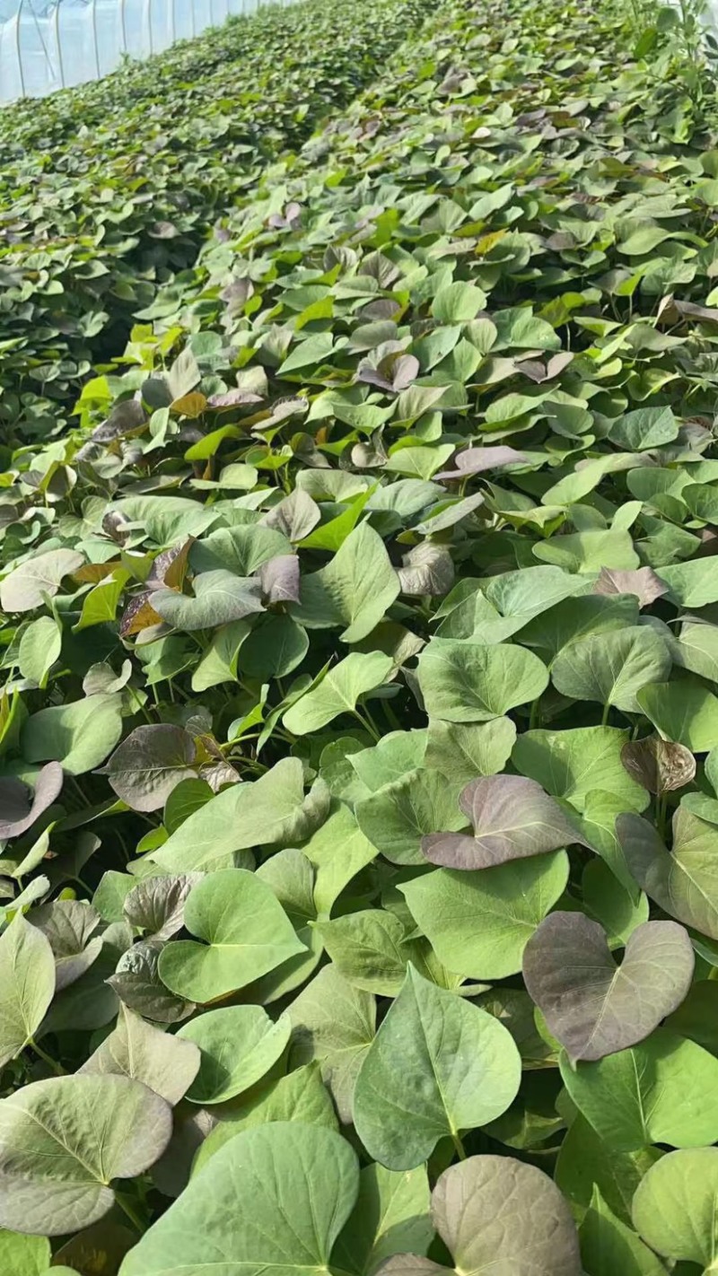 蜜薯大田红薯苗、蜜薯地瓜苗、蜜薯、