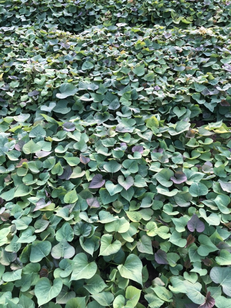 蜜薯大田红薯苗、蜜薯地瓜苗、蜜薯、