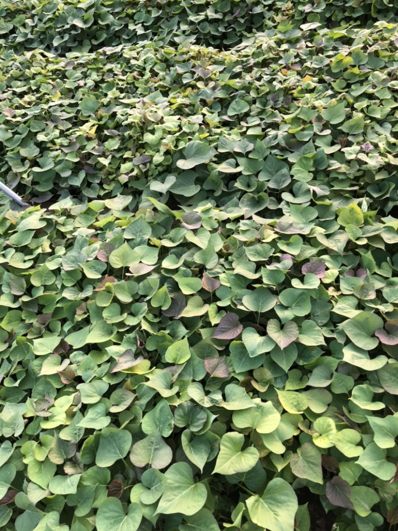 蜜薯大田红薯苗、蜜薯地瓜苗、蜜薯、