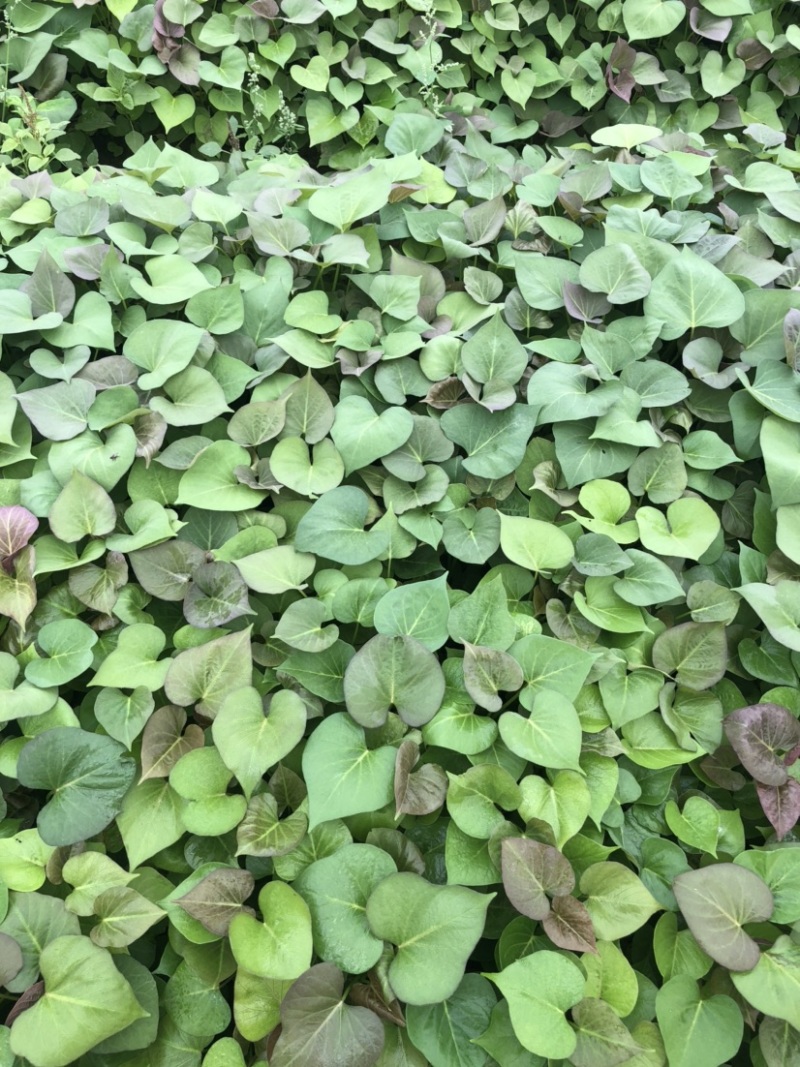 蜜薯大田红薯苗、蜜薯地瓜苗、蜜薯、