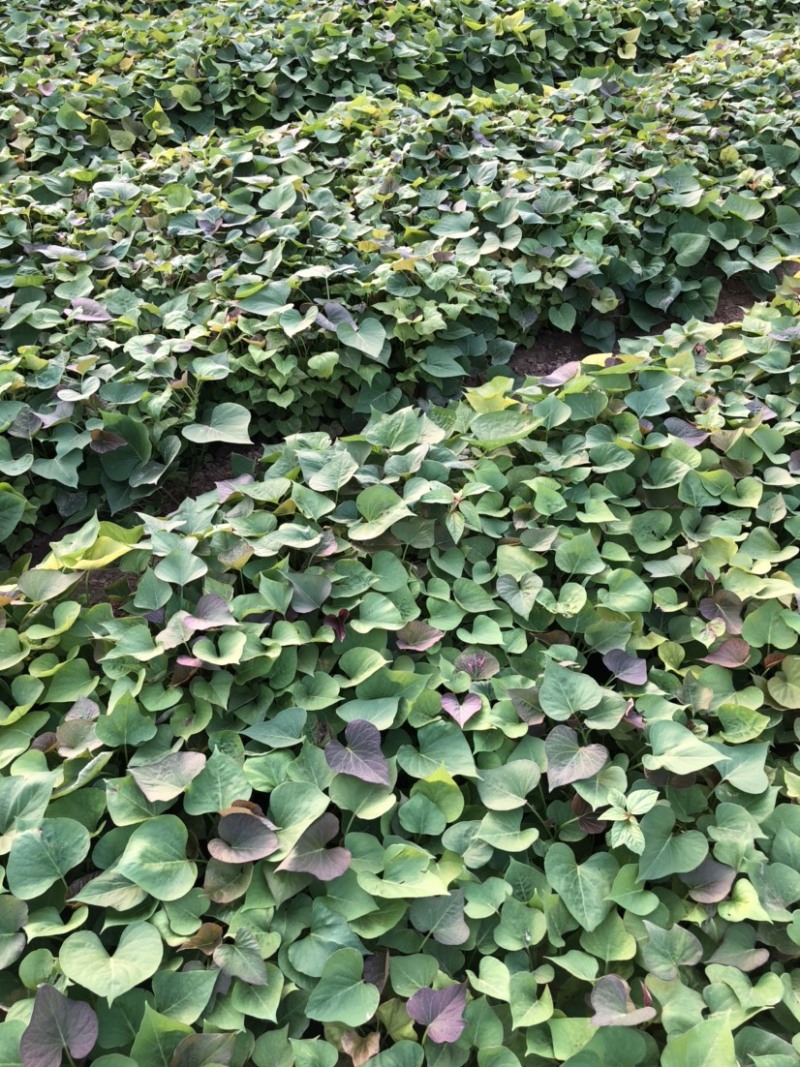 蜜薯大田红薯苗、蜜薯地瓜苗、蜜薯、