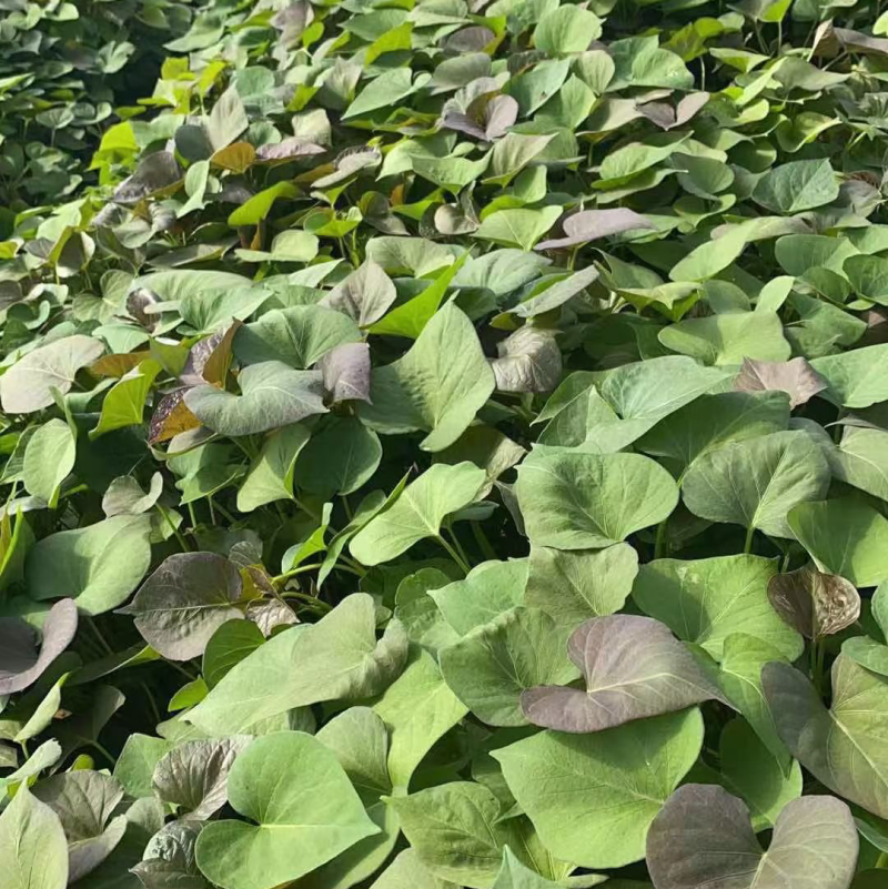 蜜薯大田红薯苗、蜜薯地瓜苗、蜜薯、