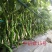 中研螺15号陇椒种子螺丝椒种子辣椒树大麻花