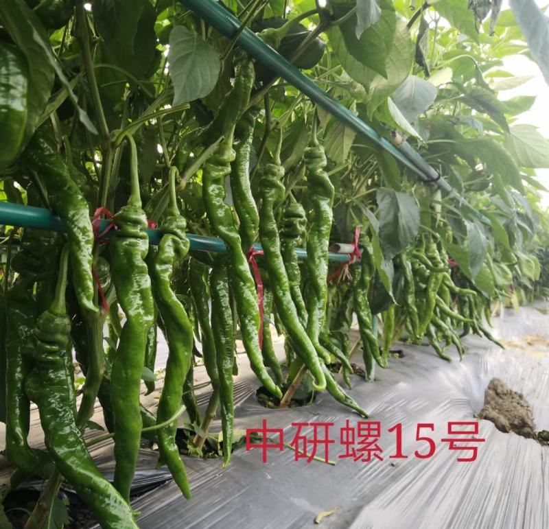 中研螺15号陇椒种子螺丝椒种子辣椒树大麻花