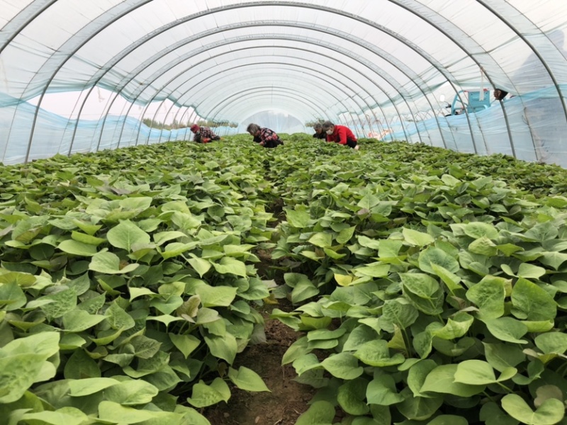 蜜薯大田红薯苗、蜜薯地瓜苗、蜜薯、