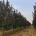紫叶李，10-13公分，分支80左右，自己苗圃货源
