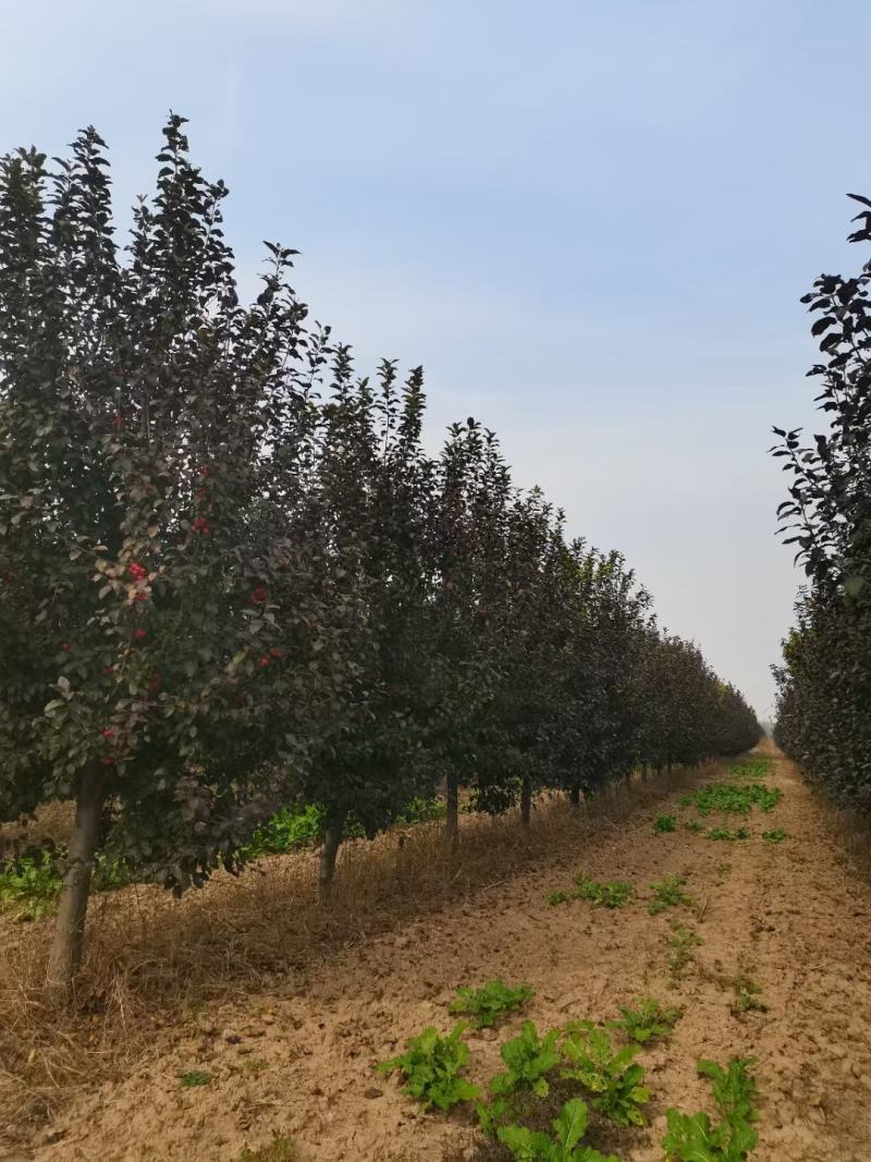 紫叶李，10-13公分，分支80左右，自己苗圃货源