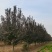 紫叶李，10-13公分，分支80左右，自己苗圃货源