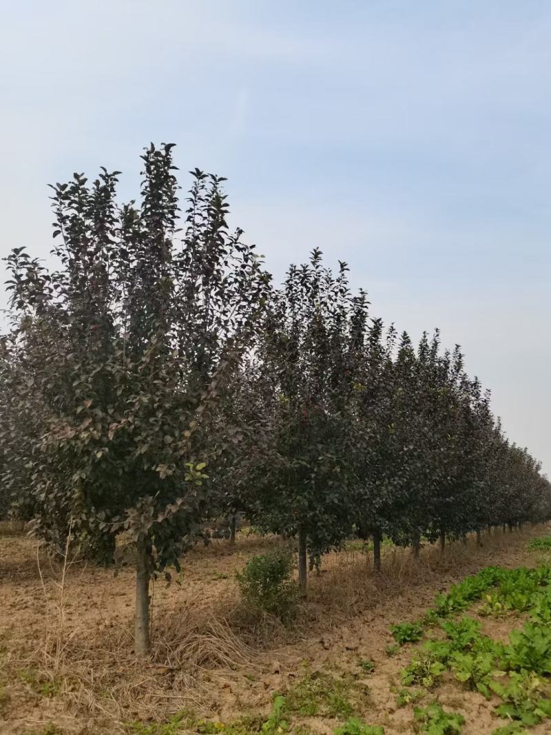 紫叶李，10-13公分，分支80左右，自己苗圃货源