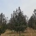紫叶李，10-13公分，分支80左右，自己苗圃货源
