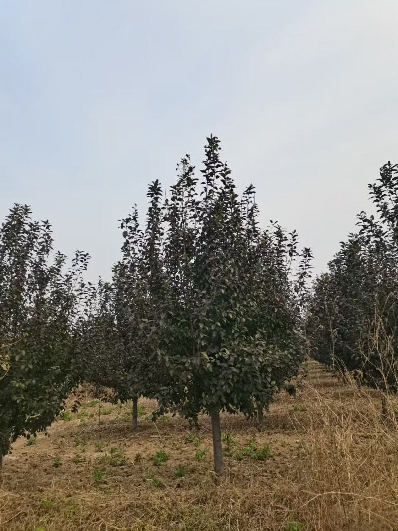 紫叶李，10-13公分，分支80左右，自己苗圃货源
