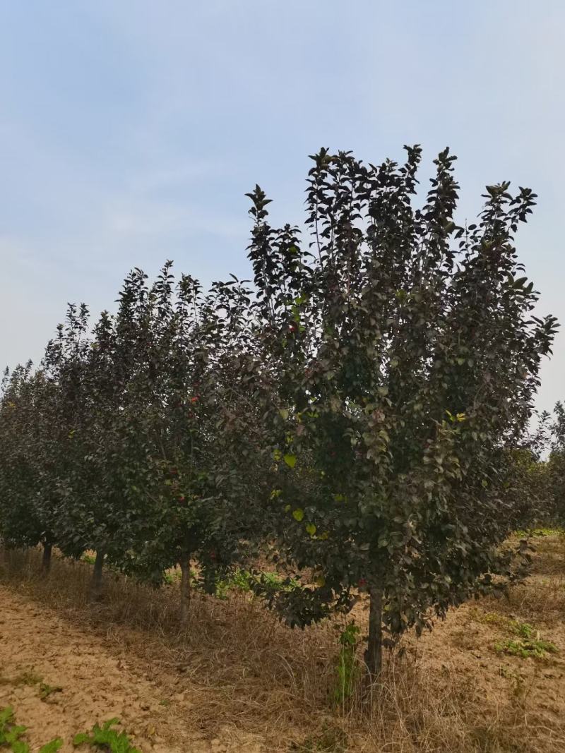 紫叶李，10-13公分，分支80左右，自己苗圃货源