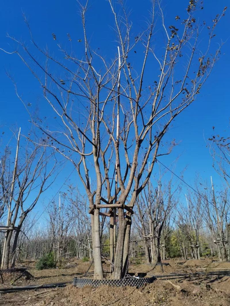 丛生朴树，胸径50-75公分，高度7-9米，自己苗圃货源