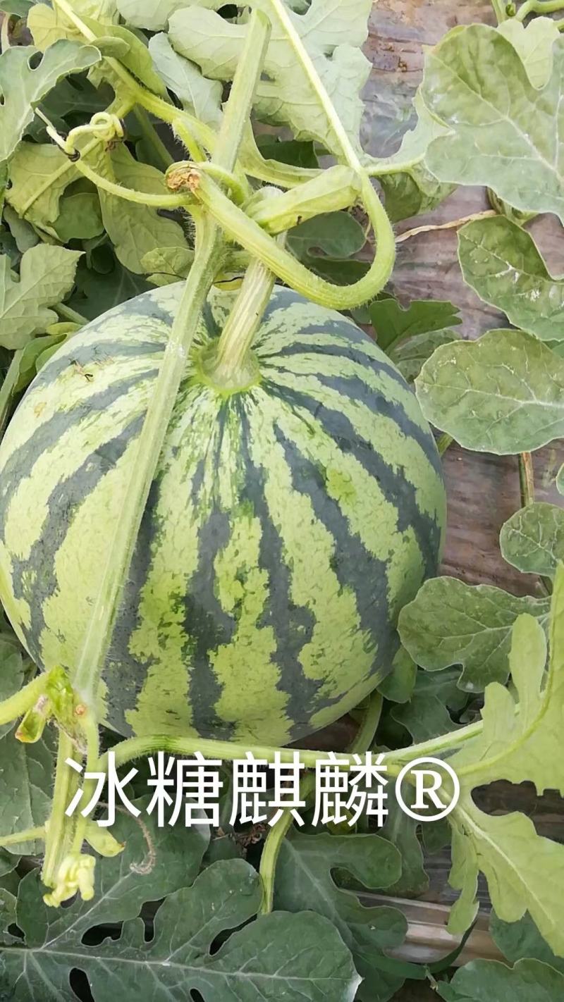 冰糖麒麟西瓜种子50克/桶