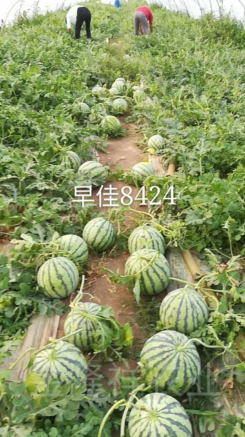 早佳8424西瓜种子50克/桶