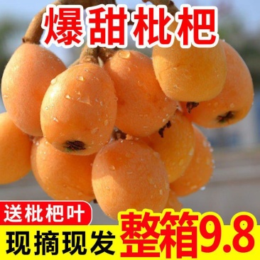一件代发，包邮，批发代办，广西武鸣大五星枇杷白沙枇杷