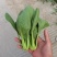 【优选】精品安徽上海青小油菜【常年供货，产地直发，