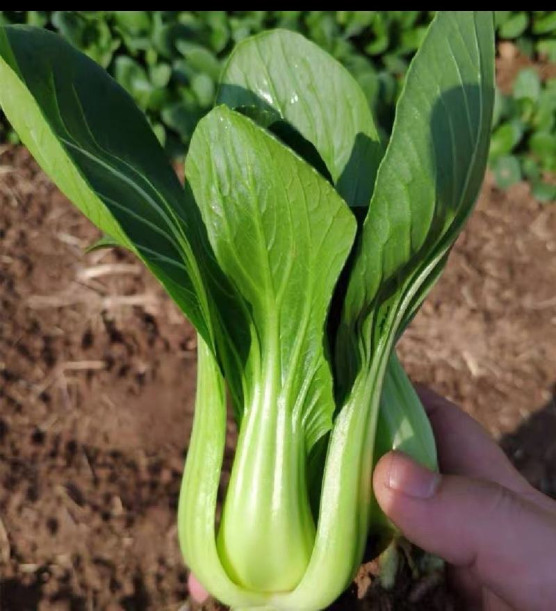 【优选】精品安徽上海青小油菜【常年供货，产地直发，