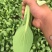 【优选】精品安徽上海青小油菜【常年供货，产地直发，