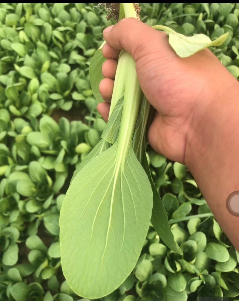 【优选】精品安徽上海青小油菜【常年供货，产地直发，