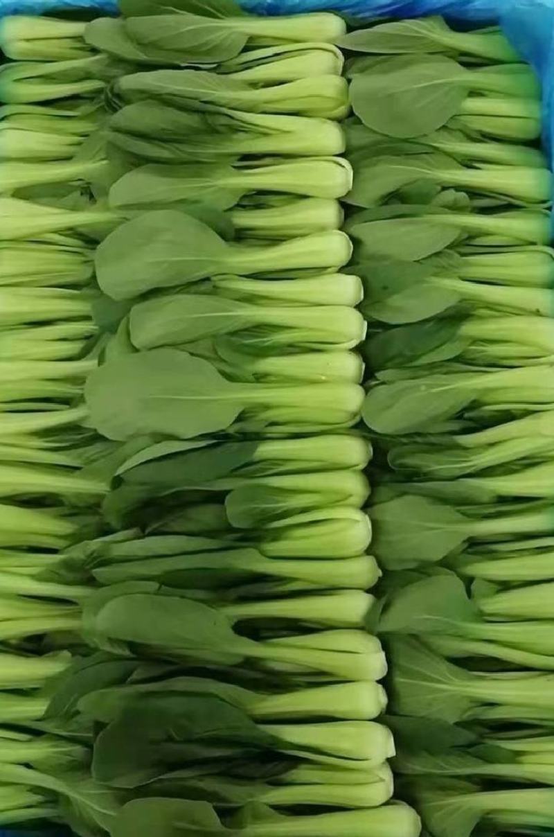 【优选】精品安徽上海青小油菜【常年供货，产地直发，