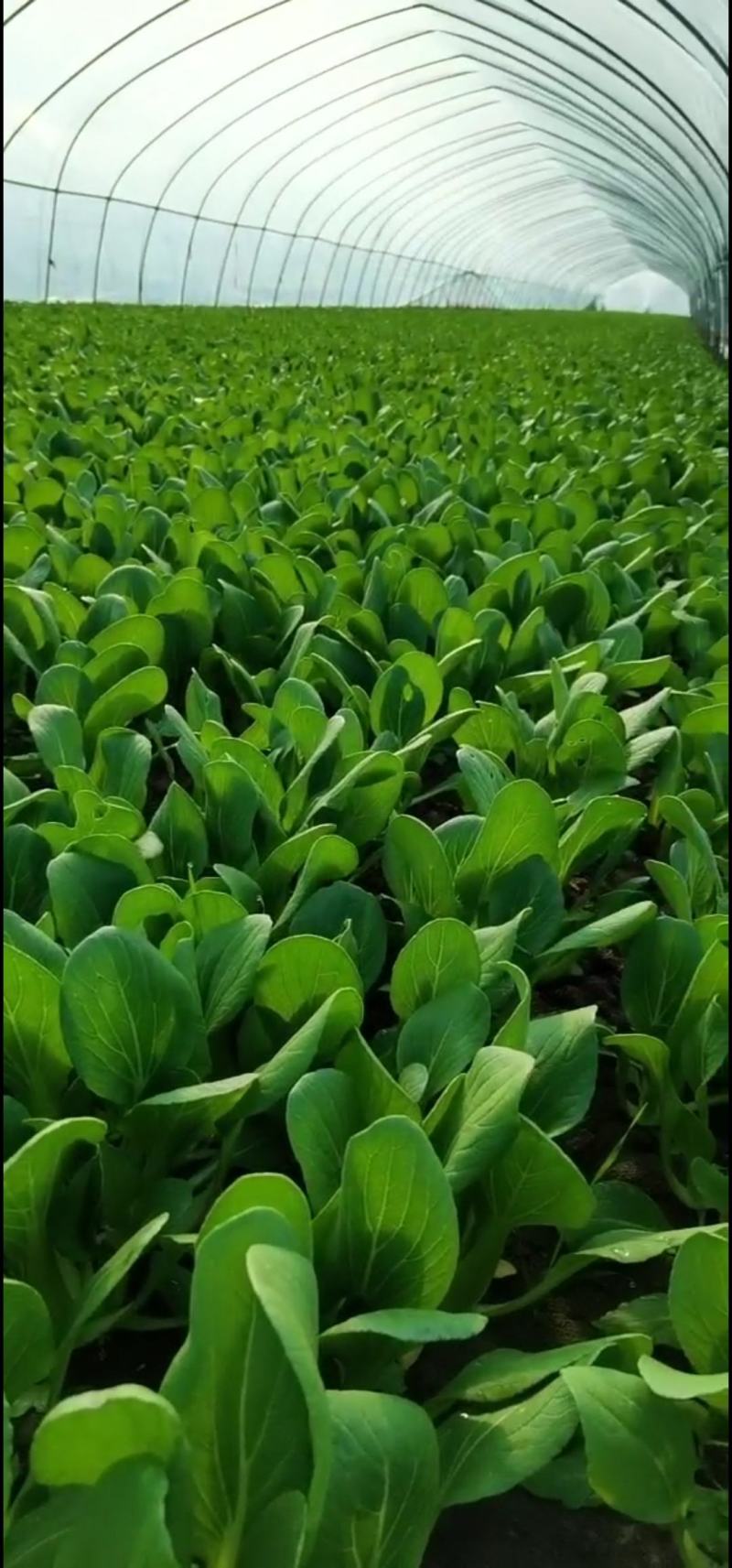 【优选】精品安徽上海青小油菜【常年供货，产地直发，