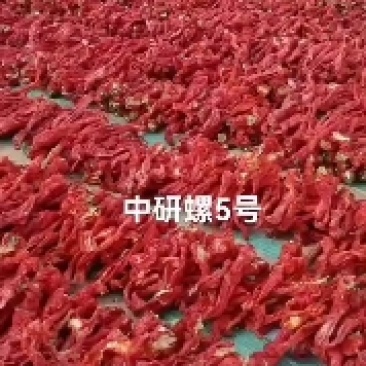 中研螺5号螺丝椒种子