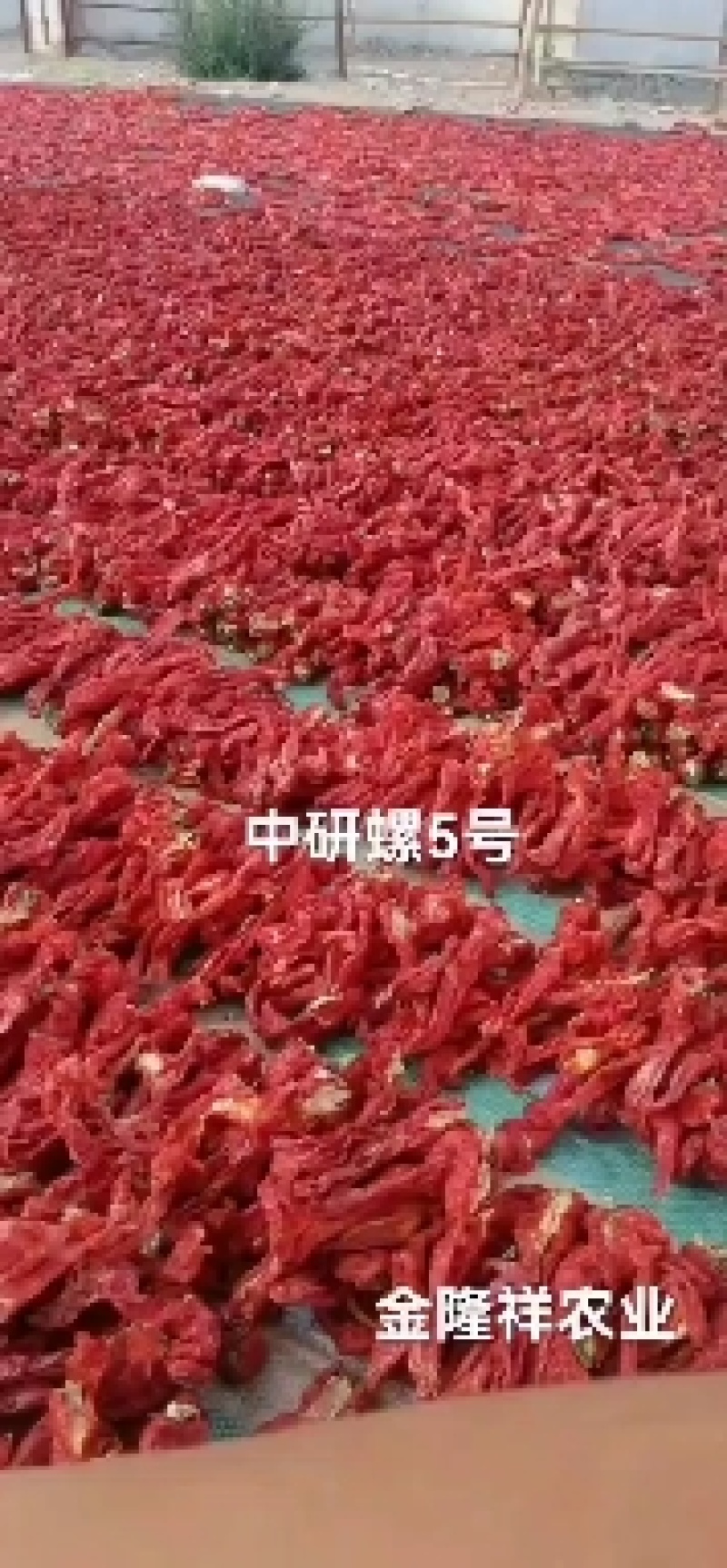 中研螺5号螺丝椒种子