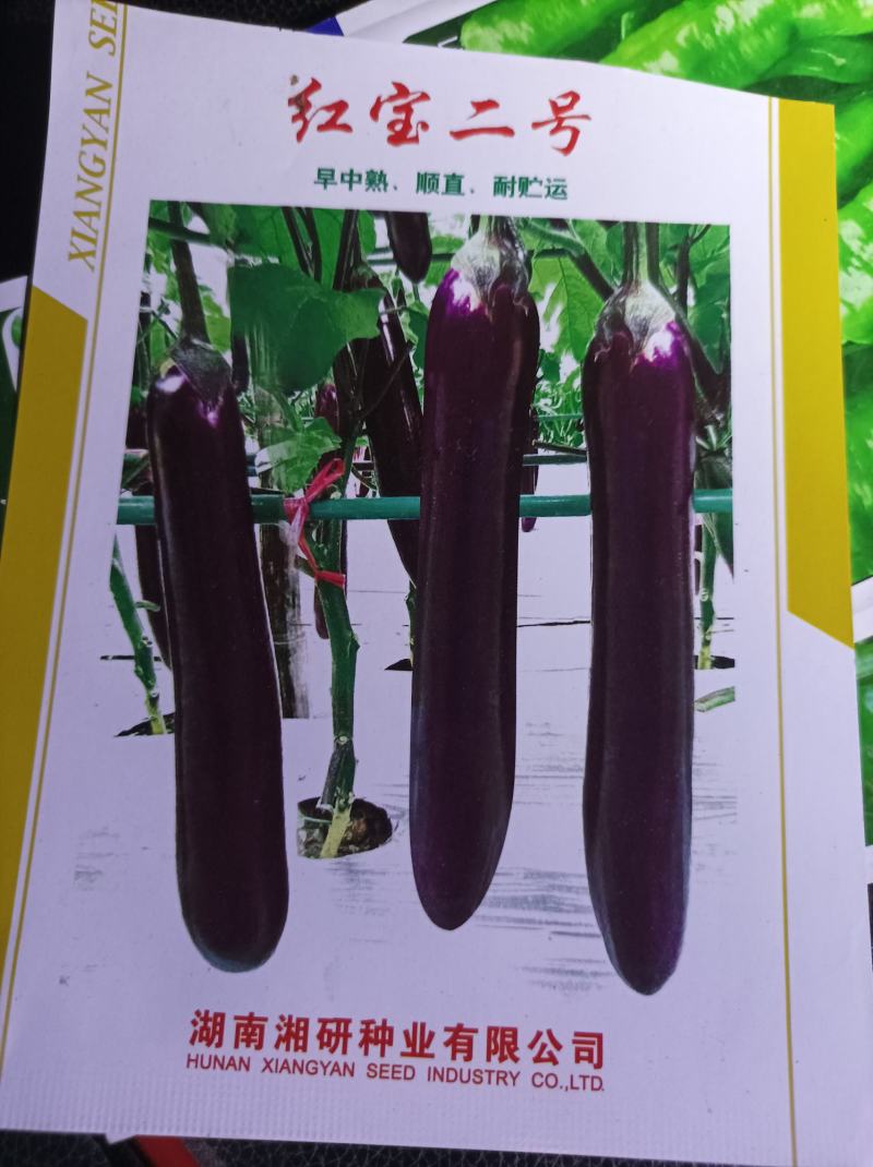 茄子苗，红长茄，地苗，穴盘苗