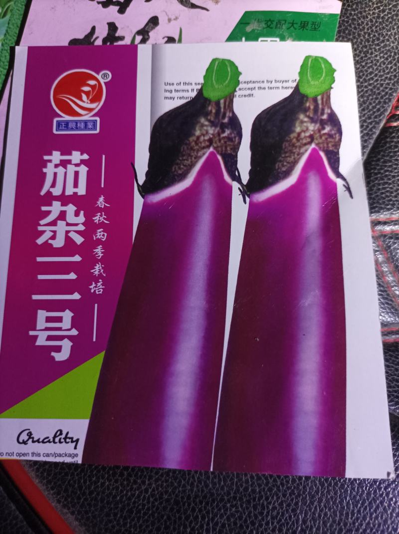 茄子苗，红长茄，地苗，穴盘苗