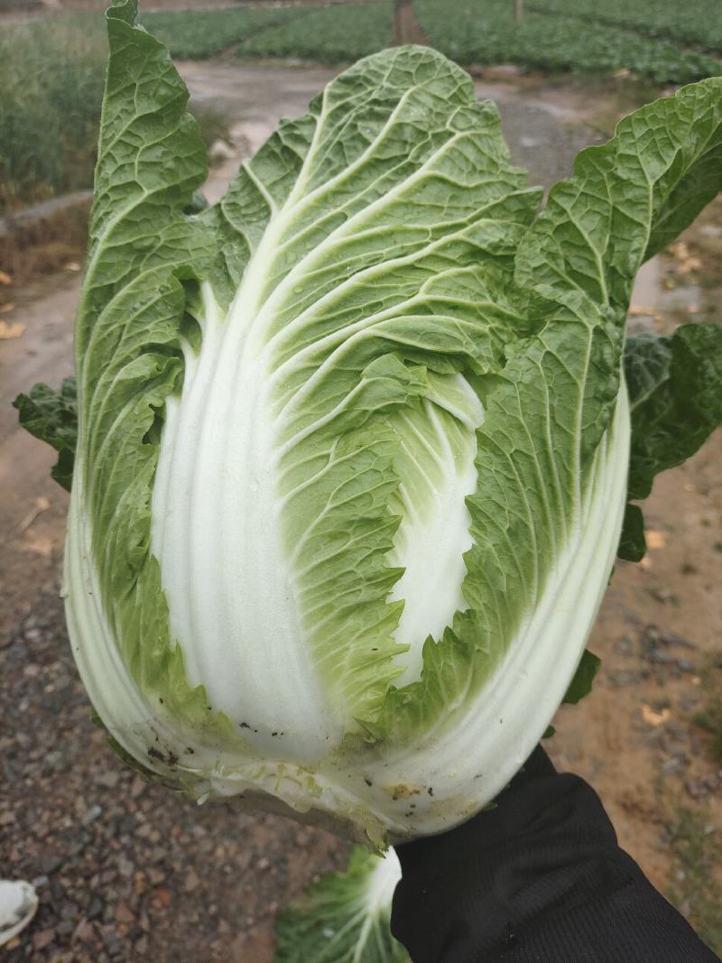 德高大白菜，高寒地区山地，耐运输，支持散装，袋装