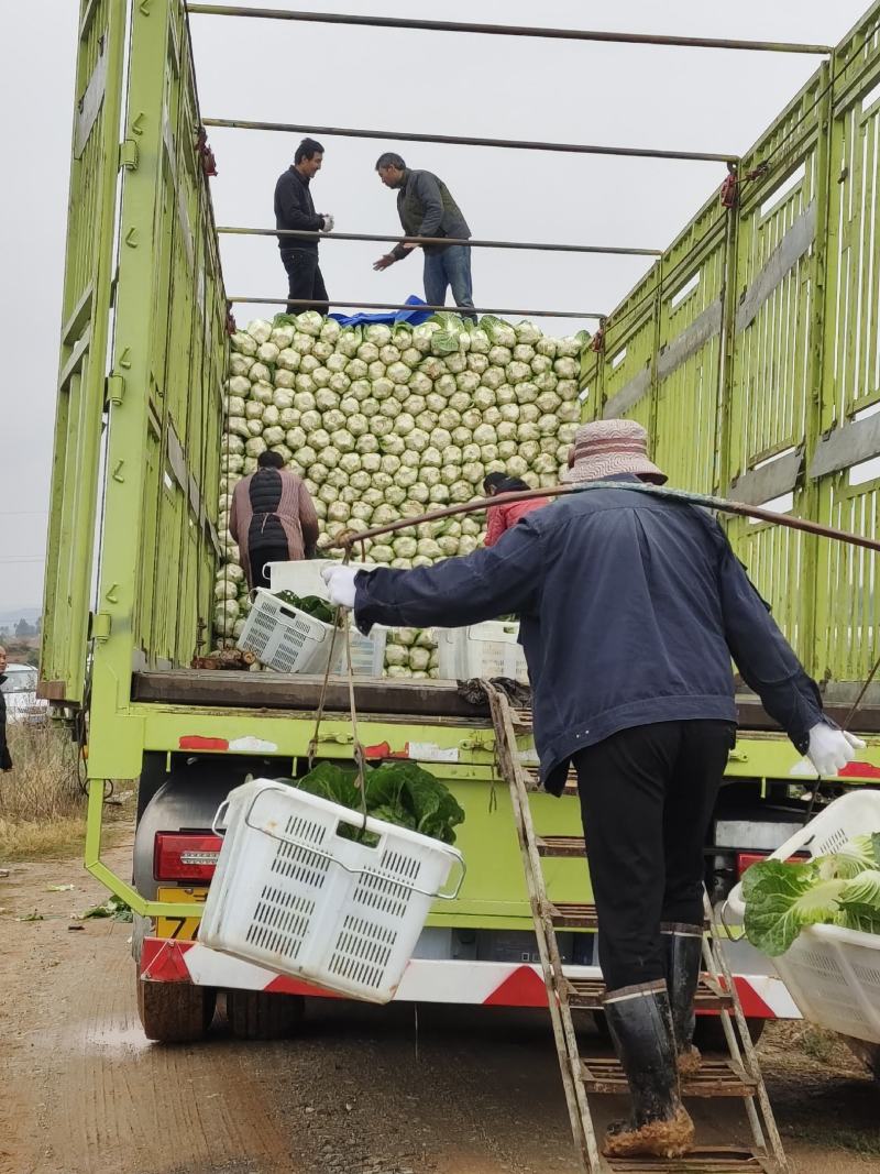 云南省昆明市呈贡区高山大白菜，品质保证