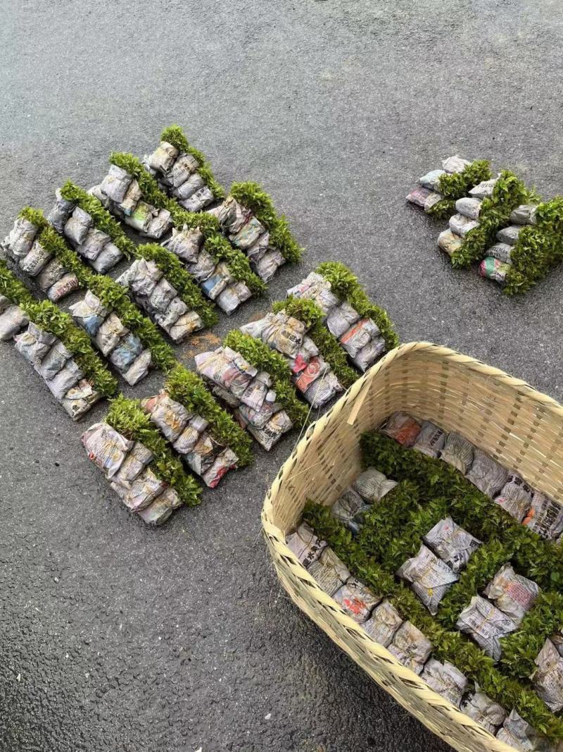 【精选】杨梅树苗杨梅小苗广西苗木批发市场包邮
