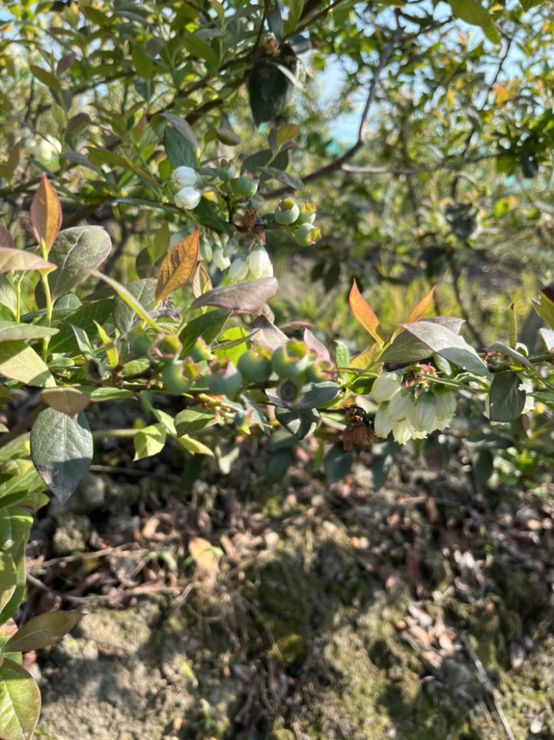 蓝莓鲜果批发零售