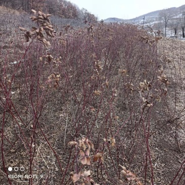 冷香玫瑰工程苗建圃绿化苗冷香玫瑰二年苗冷香玫瑰苗