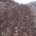 冷香玫瑰工程苗建圃绿化苗冷香玫瑰二年苗冷香玫瑰苗