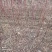 冷香玫瑰工程苗建圃绿化苗冷香玫瑰二年苗冷香玫瑰苗