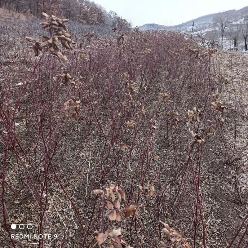 冷香玫瑰工程苗建圃绿化苗冷香玫瑰二年苗冷香玫瑰苗