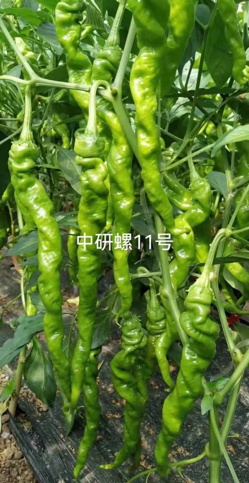 中研螺11号螺丝椒种子1000粒/袋大麻花辣椒树