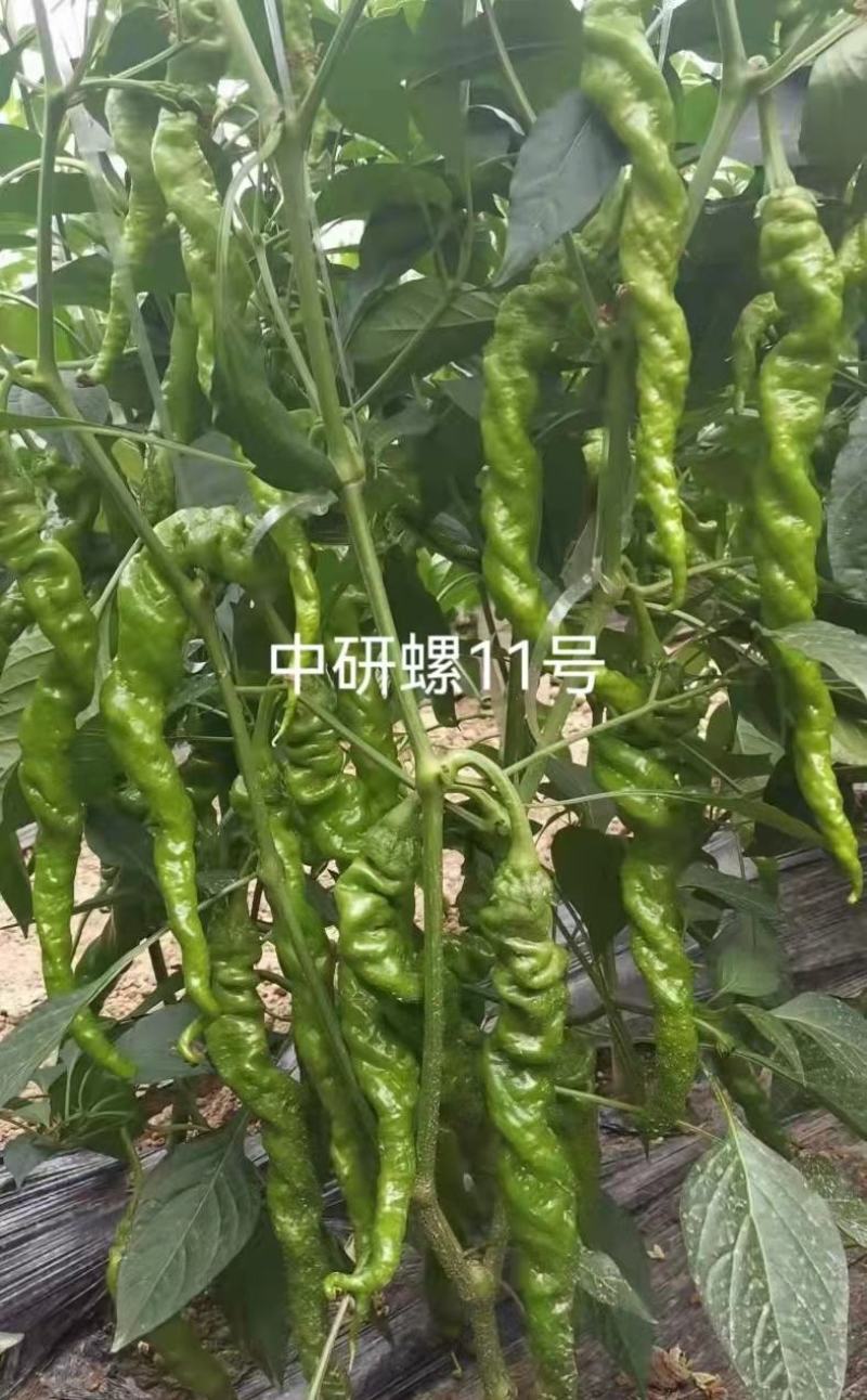 中研螺11号螺丝椒种子1000粒/袋大麻花辣椒树