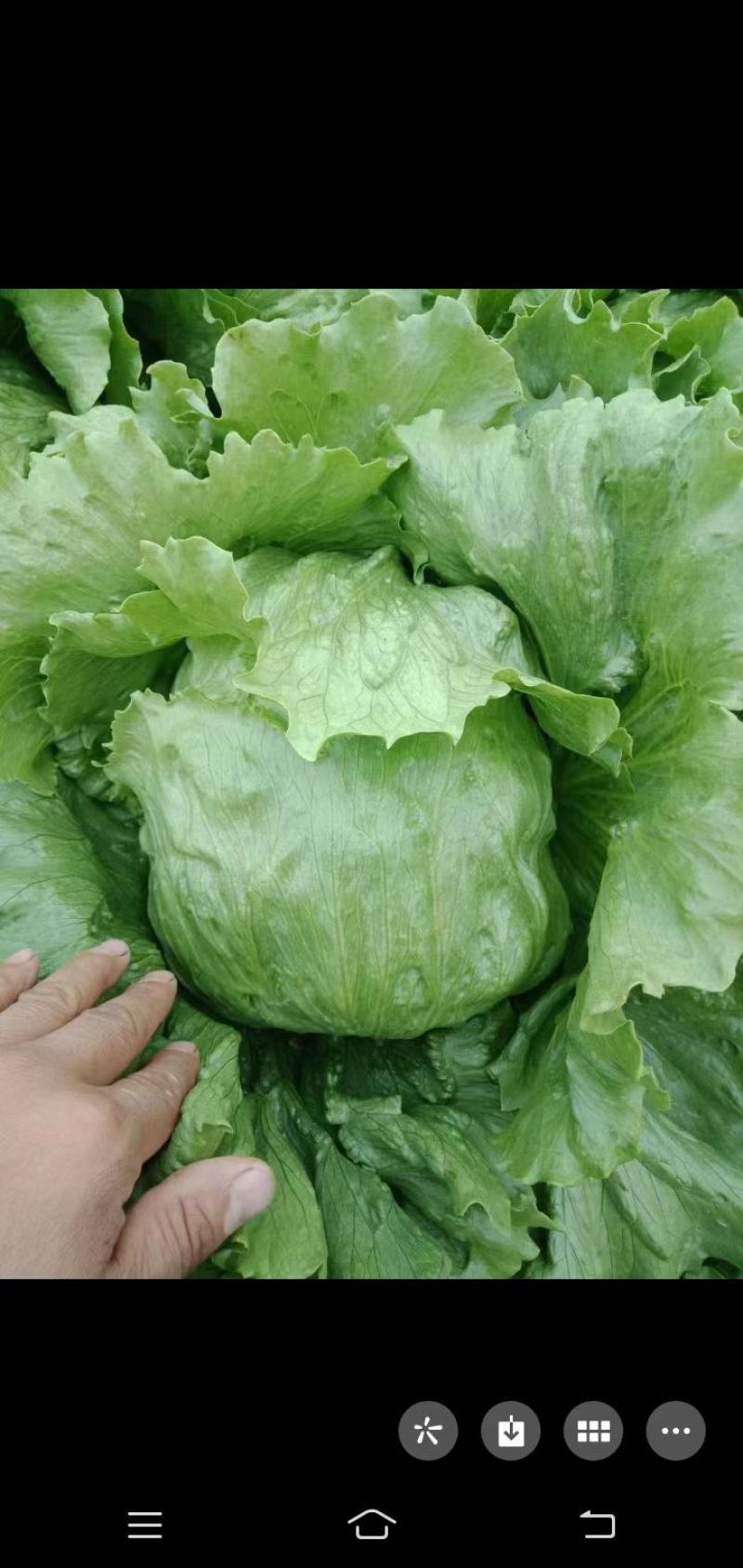 球生菜