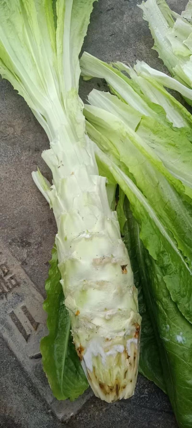 精品青皮莴笋，无裂缝，产地直销，一手货源，可视频看货