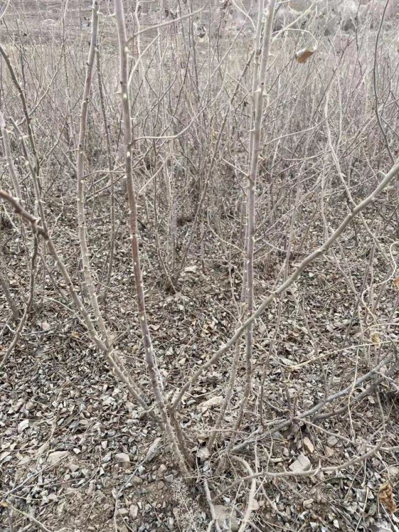 多季梅苗四季玫瑰建圃苗工程苗建圃绿化苗多季梅二年苗