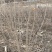 多季梅苗四季玫瑰建圃苗工程苗建圃绿化苗多季梅二年苗