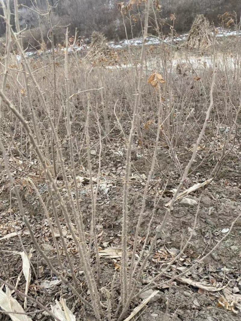 多季梅苗四季玫瑰建圃苗工程苗建圃绿化苗多季梅二年苗